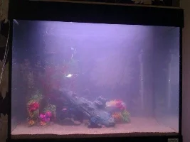Day 2 (Fluval 90 Roma)