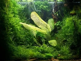 New Tank