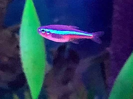 F.O.M.L. Fish Of My Life……photo list of happiness