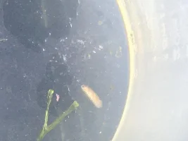 Planaria or Rhabdocoela