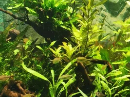 Plants that are Clown Loach proof