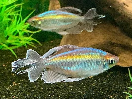 Gotta love the Congo Tetras……I sure do….that color, those fins.