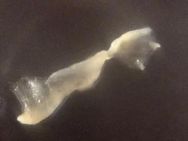 What's on my cory??