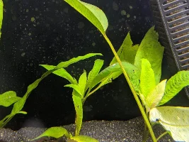 A place 4 my questions & ponderings as I build a 34 Gallons (127L) tank