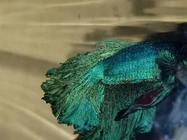 Hello!