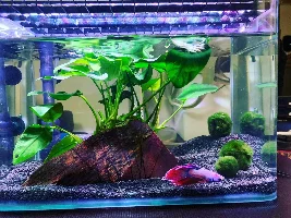 Starting 5 gallon betta fish planted tank, I have questions!