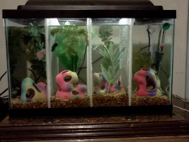 Betta Splendens Caresheet