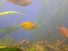 No longer available Gold Gourami - near fully grown - Lincoln, UK
