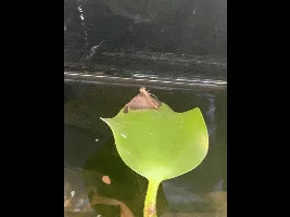 Dragonfly Carapace in my Gym Tera tank?