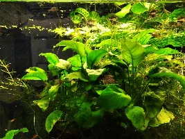 Best approach for a corydoras quarantine