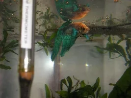 Check out my newest betta!!!