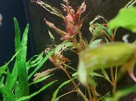 Lettuce for catching pond snails in an aquarium... oops... catching more Armano Shrimp than snails