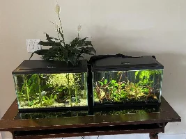 Can I add more fish to my tanks?