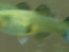 New Livebearers