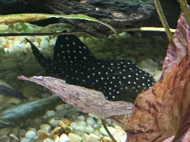 VOTE NOW - August 2023 Fish of the Month Contest (Loricariidae / Suckermouth Catfish)