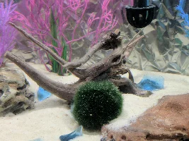 six new cory cats - behavior and feeding questions