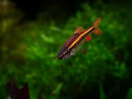 VOTE NOW - February 2025 Fish of the Month Contest(Barbs)