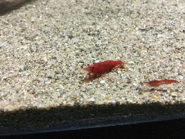 Show me your fry/fish/snails/shrimp/plants