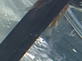 Pleco X