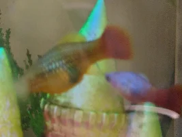 Fish pregnant?