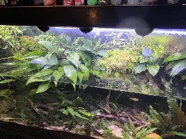 55g Himalayan Foothills Paludarium