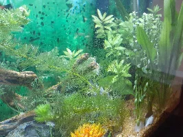 How to get rid of green algue?