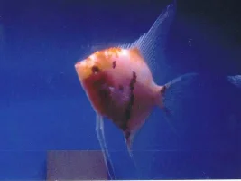 My koi parents