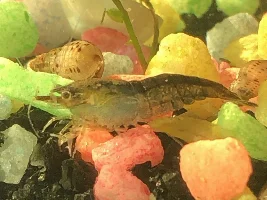 Freshwater Shrimp and Cross-breeding