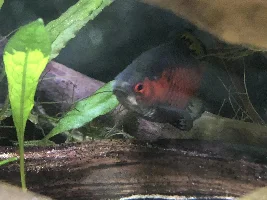 55g Himalayan Foothills Paludarium