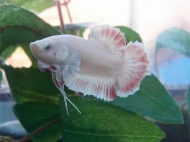 Finally Have Eggs!
