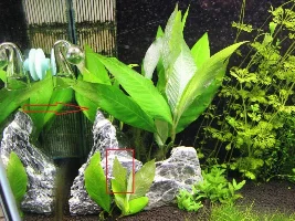 Help With Hair Algae