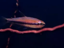 how common is it, to get "other" fish in, with very small wild caught fish...