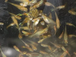 Feeding time...