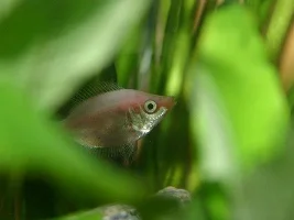My shocking tank pictures