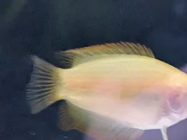 Honey Gourami Sexing