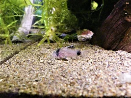 Cory Cats will arrive tomorrow!!