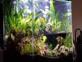 New aquascape with Fluval edge using ADA amazonia