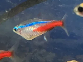 Neon Tetra Eggs