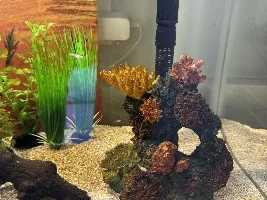 Help with newish aquarium - sand substrate