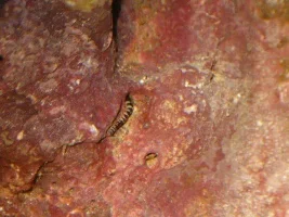 ID if possible