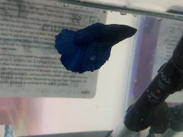 Inherited betta may be getting worse