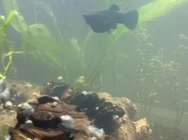 Black mollies pregnant or have parasites?