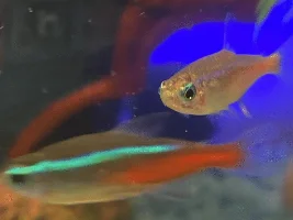 Neon tetra disease