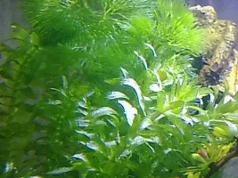 My Biube