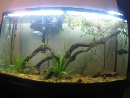 color mixing when breeding