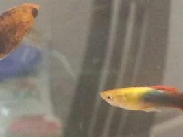 guppy prefers Platy over Female guppy