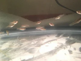 can anyone ID these fish?