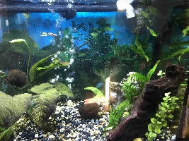 Fish dying one by one - Cycled tank