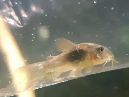 One of my beautiful girls I’ve watched grow from a fry. What’s yours?