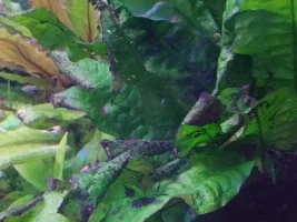 Nutrient deficiency?